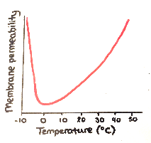 Ethanol Is A Polar Molecule, Thus It Can Be Dissolved In Water, And Not In  Oil. However It Can Directly Bypass Our Phospholipid (Cell Membrane)  Without Any Bridges Of Proteins. Why? -