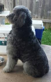 The giant schnoodle is a first generation designer crossbreed whose parents are the standard poodle and the giant schnauzer. Handsome Giant Schnoodle Crazy Dog Lady Schnoodle Crazy Dog