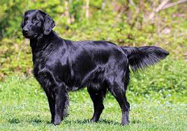 For the best experience, we recommend you upgrade to the latest version of chrome or safari. Flat Coated Retriever Breeds