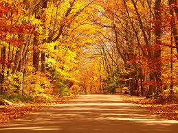 Autumn, also known as fall in north american english, is one of the four temperate seasons. The 5 Best Places In Australia To See Autumn Colours Travel Insider