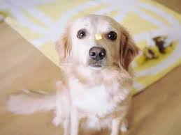 Welche features sind beim kaufen zu checken? 7 Ideen Hunde Drinnen Zu Beschaftigen Herausfordernde Kopfarbeit