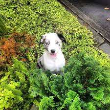 Maybe you would like to learn more about one of these? Pet Friendly Places In The High Country Stay Highcountrync Com