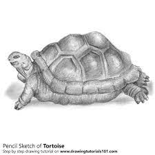 Pencil Sketch Of Tortoise Pencil Drawing Pencil Drawings Turtle Drawing Tortoise Drawing