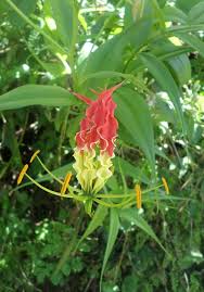 Image result for Littonia