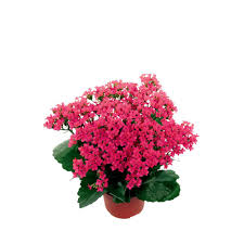 Costa Farms 1 Qt Pink Kalanchoe Flowers In Grower Pot 4 Pack 4kalanpink4pk The Home Depot Kalanchoe Flowers Plants Tall Flowers