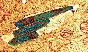 In most forms of the disease, the bacillus spreads slowly and widely in the lungs, causing the formation of hard nodules. Tuberculosis