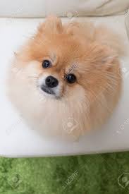 Maybe you would like to learn more about one of these? Welpen Pommerschen Hund Susse Haustiere Im Haus Lizenzfreie Fotos Bilder Und Stock Fotografie Image 44759827