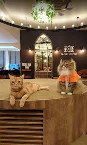 Cat Cafe Tokyo The 7 Best Places Of The City You Have To Visit Cat Cafe Japan Cat Cafe Dog Cafe