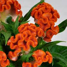 Image result for Celosia