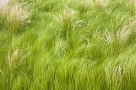 Federgras Stipa Tenuissima Pflege Und Schneiden Federgras Gras Und Gartenbau