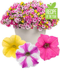 In the spring of 2019, proven winners sent me several plants (okay, a boatload of plants) to try out in my garden. Sunglasses Recipe National Plant Of The Year