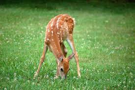 Feb 28, 2021 · do deer eat vegetables carrot, tomatoes, cabbage, etc. Do Deer Eat Apples Wildlife Informer