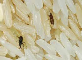 10 Bugs That Are Living In Your House And How To Get Them Out Emergency Food Pasta Bugs Common Household Bugs