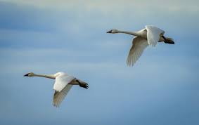Skagit Valley Winter Birding At Its Best