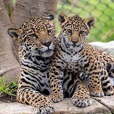 Jaguar San Diego Zoo Kids In 2021 Jaguar Animal Wild Cats Wild Cat Species
