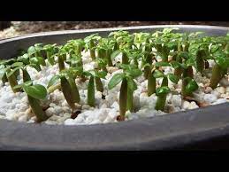 Pin On Plants