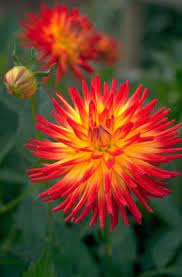 Dahlia Weston Spanish Dancer Beautiful Bouquet Of Flowers Spanish Flowers Dahlia Flower