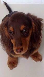 dackle dachshund puppies dachshund lovers dachshund puppy miniature