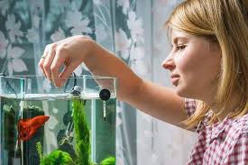 The 5 Best Betta Fish Foods You Need To Try Betta Fish Betta Betta Fish Tank