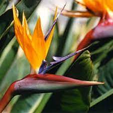 Bird Of Paradise Flower Essences Hope Flower Flower Essences Remedies