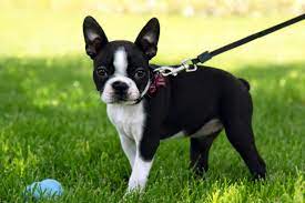 Like boston terriers in general, they have sensitive digestive systems and they can get some health issues, including cataracts, cherry eye, allergies. Blue Boston Terriers And Other Rare Colours With Pictures