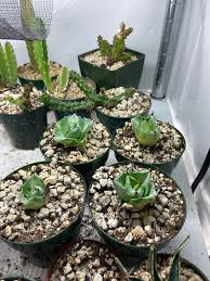 Image result for Cyclantheropsis parviflora