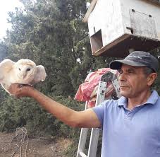 Farmers, especially those who practice organic farming, have been using barn owls as part of an integrated pest management system for years. Monitoring Barn Owl Nesting Model Farm For Sustainable Agriculture