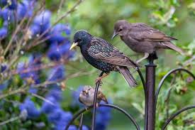 Feb 06, 2021 · taste aversions work well to repel grackles from crops, berries, grapes, cherries etc. How To Get Rid Of Starlings At Feeders 7 Easy Tips Bird Feeder Hub