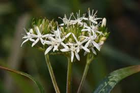 Image result for Otiophora lebruniana