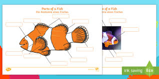 The ottoman sultanate gained its first major victory against the byzantine empire at the battle of bapheus in bithynia. Parts Of A Fish Labelling Sheets Under The Sea English German