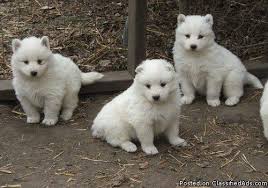 Check spelling or type a new query. Akc Samoyed Puppies For Sale In Midland Michigan Best Pets Online