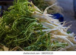 Image result for Cnicus