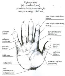 Naturalne Ustawienie Prawej Reki Gitarzysty Portal Informacji
