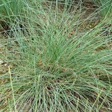 Image result for Pavetta fascifolia