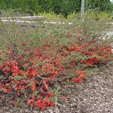 Read online books for free new release and bestseller Texas Scarlet Flowering Quince Naturehills Com