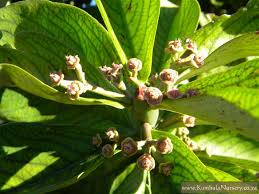 Image result for Synadenium angolense