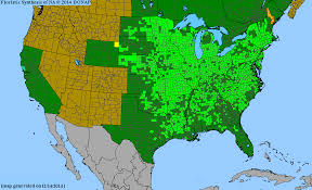 Image result for Fuirena leptostachya