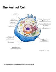 Animal Cell Diagrams For Coloring And Labeling With Reference Chart And Summary