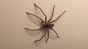 The spiders are believed to be baby huntsman. Spider Spotlight Huntsman Spider Drive Bye Pest Exterminators