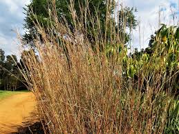 Image result for Andropogon eucomus