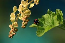 Die insekten, die zu hunderten an unseren häusern kleben, sind keine marienkäfer, wie wir sie kennen. Schwarzer Marienkafer Im Haus Das Konnen Sie Tun