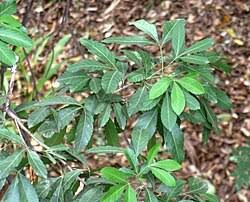 Image result for Allophylus fulvotomentosus