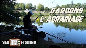 Peche De Gardons A L Agrainage Mais Et Pellets Youtube