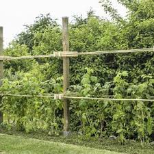 Himbeerenpflege Die 3 Haufigsten Fehler Himbeeren Pflege Himbeeren Pflanzen Himbeerpflanzen