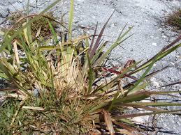 Image result for Eustachys