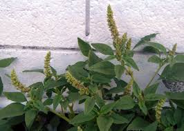 Image result for Amaranthus deflexus