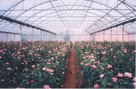 Cultura de trandafiri este o alternativă la culturile de mac din care se produce opiumul. Cultivator De Trandafiri