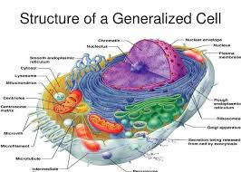 Maybe you would like to learn more about one of these? Facts About Cells Environmental Engineering Bachelor Degree Study Program