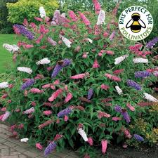 Michel design works jasmine scent bath sets & kits. Buddleia Tricolour Butterfly Bush Pot Size 17cm Gardenersdream