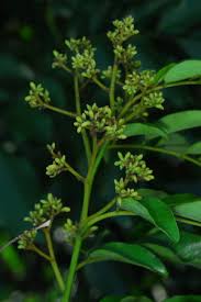 Image result for Dalbergia obovata
